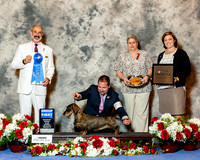 Dachshund Wirehaired #8 Sat G1 Ray Shirley and Maria James Sakoda Agent Adam Peterson Judge Dr Kenneth Levison
