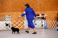 Schipperke 9-12 Puppy Bitches Sat S2 Ring
