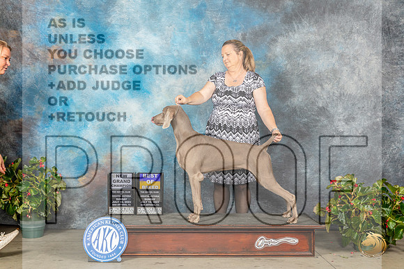 Weimaraner #8 Sun BOBGCH Judge Dr Michael WoodsMJP_9990_SA2023_HR3