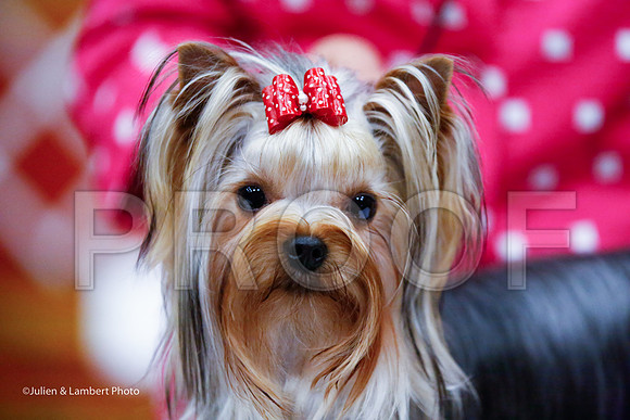_JJ_6901-YorkieNatJul2016-HR