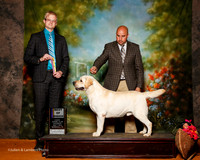Labrador Retriever #11 Sat BOB Somoza Fernando J and Keith Campbell Judge Troy Dargin