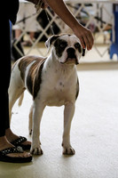 American Bulldog Hutto July 2013