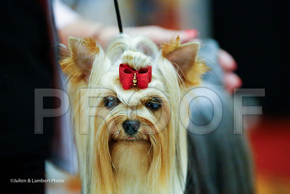 _JJ_8411-YorkieNatJul2016-HR