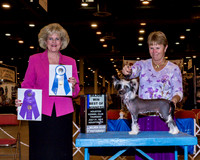 Chinese Crested #17 Thrs BOW Maj Dorris Virginia & Kay Peiser Agent Kay L Palade-Peiser Judge Mrs Vicki L Abbott