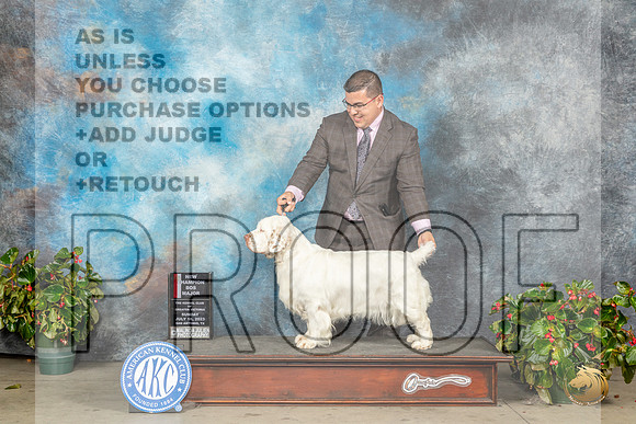 Clumber Spaniel #6 Sun BOSMCH Judge Nikki RiggsbeeMJP_0252_SA2023_HR3