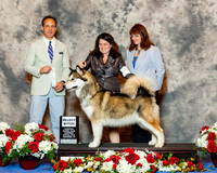 Alaskan Malamute #12 Thrs SB Mayberry Welch Ann DVM Judge Mr David W Haddock