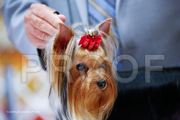 _JJ_7574-YorkieNatJul2016-HR