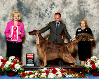 Irish Setter #25 Thurs G2 Foote Bruce and Mary and Sandra Nordstom Judge vivki Abbott