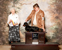 Dachshund Longhaired #11 Sun BOV Sherry Rogers Judge Paula Hartinger