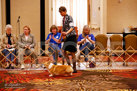 _JJ_9048-HstnCorgiFeb2015-HR3