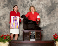 Cocker Spaniel Black #11 Sat BOB Osper Karen and Jessica Legath and Rui DaSilva Judge Kathleen Egeland Brock
