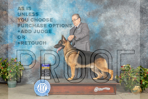 German Shepherd Dog #11 Sun BOB Judge David KirklandMJP_9950_SA2023_HR3