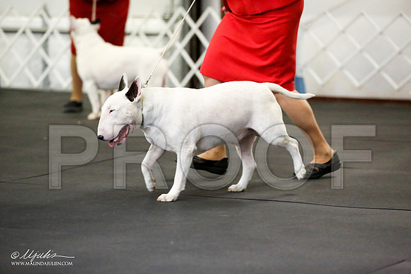 _JJ_1509-BullTerrierAzilApr2016-HR3