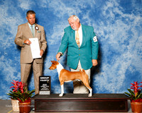 Basenji #5 Fri G4 Reed Bob and Tery Judge Bart Miller