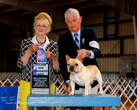 French Bulldog #31 Sat Maj WD Doherty Edward C Judge Nancy Smith Hafner