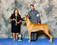 Great Dane #10 Wed BOB Hotchkiss Lislie & Polly Hix Agent E Shore Judge Mrs Shilon L Bedford