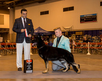 German Shepherd Dog #7 Sun BOS Goswick Lynn P Judge Mr Joao Machado