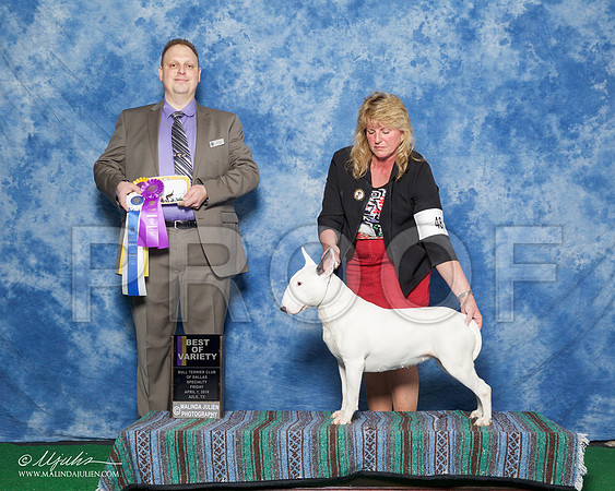 _R1_9336-BullTerrierAzilApr2016-HR3