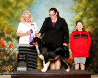 Austrlian Shepherd Sun Best Male Carol Harvey