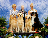 Golden Retriever #R89 Sun Curran Shari and Kevin