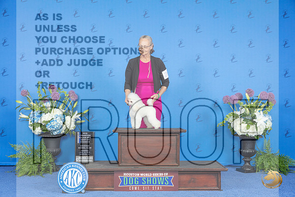 Poodle Toy #28 THUR WB BOW NC M Judge Angela Pickett__JP_8104_Houston_2024_HR3