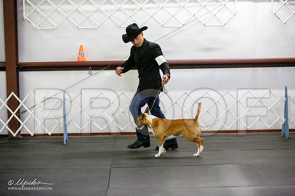_JJ_2620-BullTerrierAzilApr2016-HR3