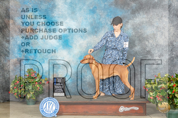 Vizsla #6 Thur WBBOWM Judge Helene NietschMJP_7304_SA2023_HR3
