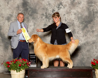 Golden Retriever #9 Sat G3 Anton Kym and Rich and Joan Dunbar Judge Desmond Murphy