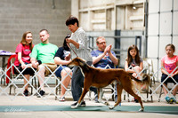 Best in Show Vet Sat S1 Ring