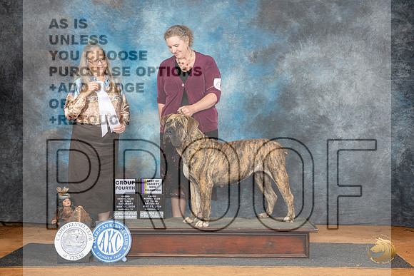 Boerboel #6 Sat G4 Judge Denise Dean__JP_8174_MARSHALL_2024_HR3