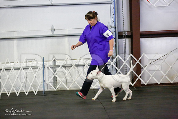 _JJ_2336-BullTerrierAzilApr2016-HR3