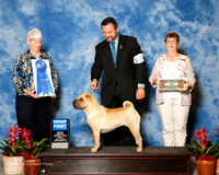Chinese Shar Pei #20 Fri G1 Mauk Jeff and Simone Demirjian Beazly and Bjomsson Agent Clint Livingston Judge Anne Katona