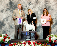 West Highland White Terrier #8 Thrs Cohen Paula Christie and Charles S Cohen Judge Mr Geir Flyckt Pedersen