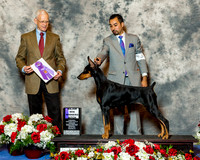 Doberman Pinscher #34 Wed Maj WB MacKenzie Tony & Kimberly & Michelle Santana Agent Alfonso Escobedo Judge Mr Robert L Vandiver