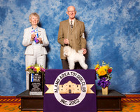 Poodles Toy #18 Sun BOW Maj NC Burrow Jessie Jane Burrow & Diana Burrow Judge Mrs Sharon Newcomb