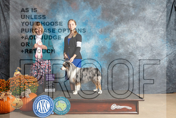 Miniature American Shepherd #J101 RBJr Judge Shelley Hennessey_MJ_5783_Belton_2022_HR3