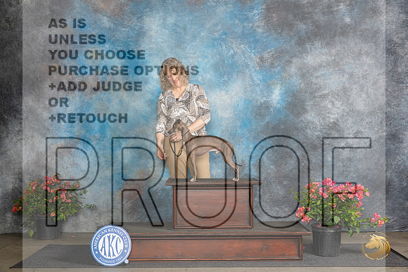Italian Greyhound #9 Fri WDM Judge Azalea Alvarez__JP_3936_San Antonio_2024_HR3