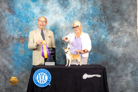 Chihuahua Smooth Coat #5 Sta BOV Judge Tim Robbins