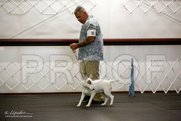 _JJ_1612-BullTerrierAzilApr2016-HR3