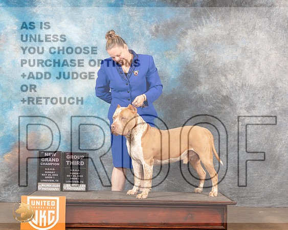 American Bully #300 Sun1 G3 Judge Sonia YearwoodMMJ_5916_Lngvw2022HR3