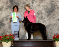 Belgian Sheepdog #7 Sat OH G2 Ryder C and T Holloway and P Snow and L Leffingwell Judge Linda Clark