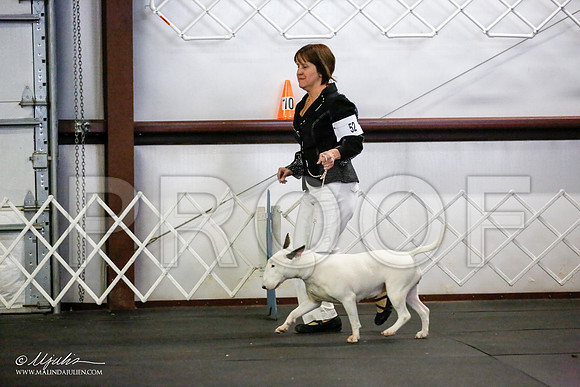 _JJ_1767-BullTerrierAzilApr2016-HR3