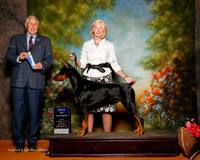 Doberman Pinscher #7 Sun BOW Gerdes Dennis and Robin Judge Brian Meyer