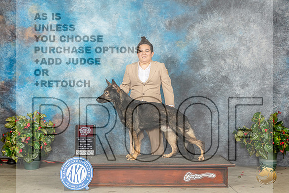 German Shepherd Dog #5 Sat OHBOB Judge Dr Antonio MolinaMJP_8722_SA2023_HR3
