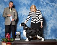 English Spinger Spaniel #15 Sun Maj BOW Parchman Rebacca Judge Bart Miller