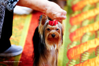 9-12 Dog Sweeps Thurs Ring