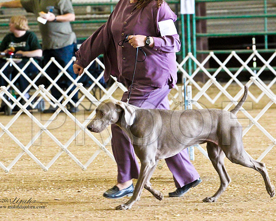 Weim-4163