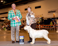 Spinoni Italiani #15 Fri BOB BV Spiars Jackie & Sharyn Conole Judge Dr Steve Keating