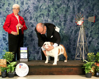 Bulldog #17 Sun BOB Vasquez L & D Watson & L & D Richards & J & R Jenkins Judge M Purkhiser Amarillo Sep 2013