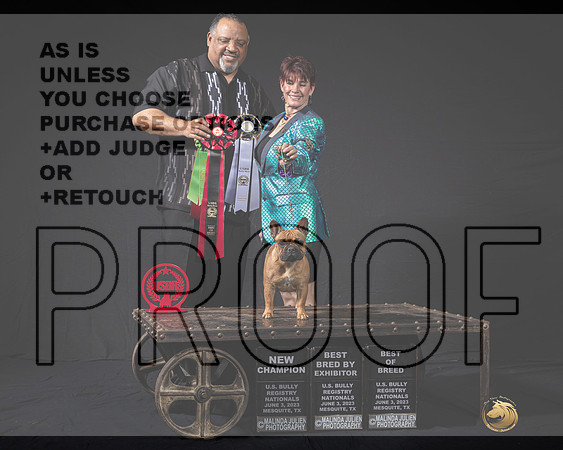 French Bulldog #21 BOB CH Judge Perez r-MJP_3186e_USBR2023-HR3